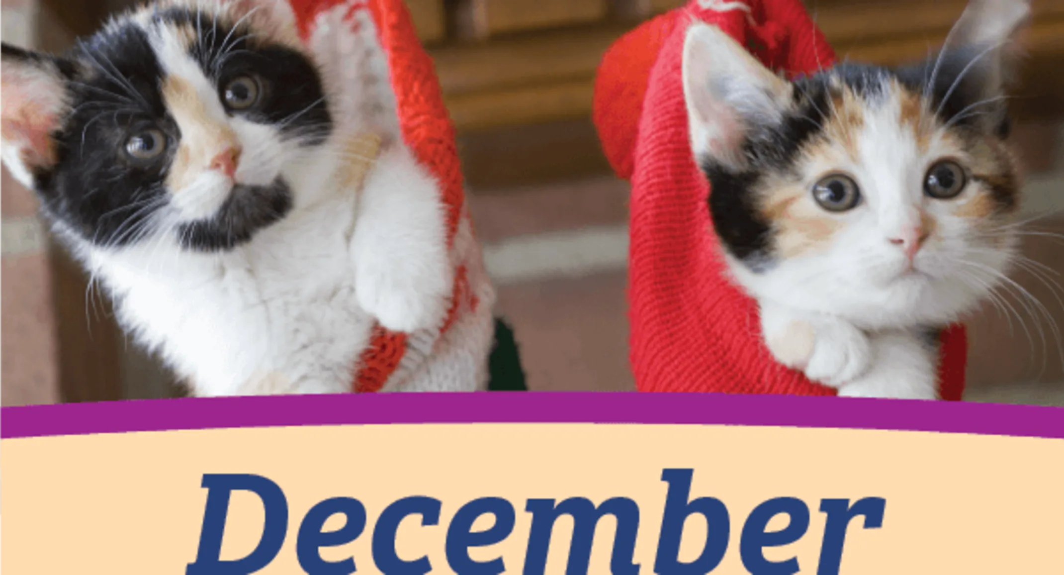 Two adorable kittens are inside two separate Christimas stocking hung up in the air.